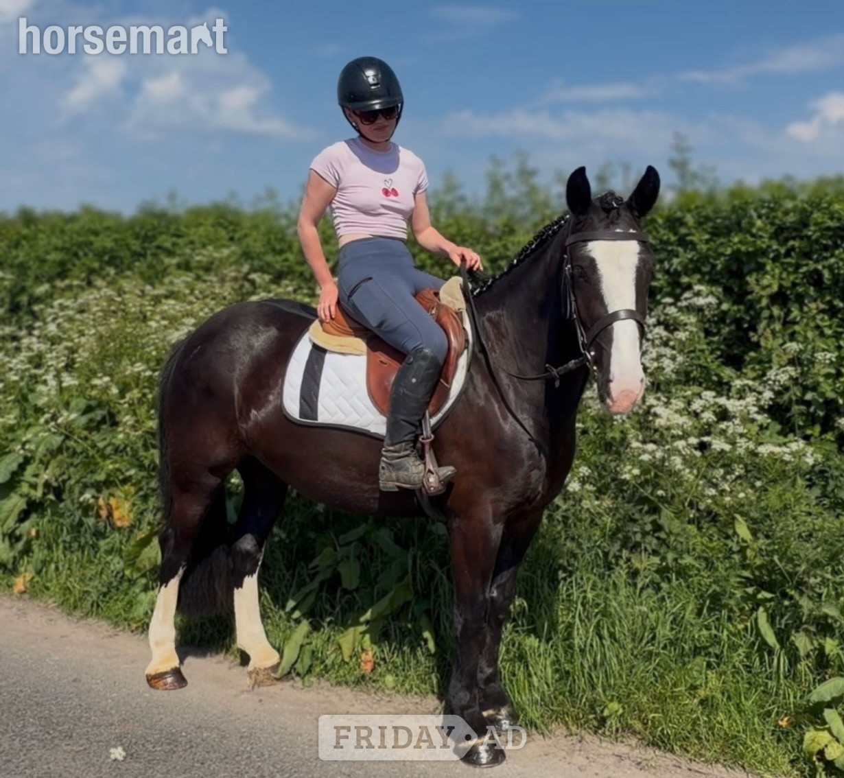 "Peaches: safe, mellow, and gentle allrounder" Black Mare All Rounder in Raheen