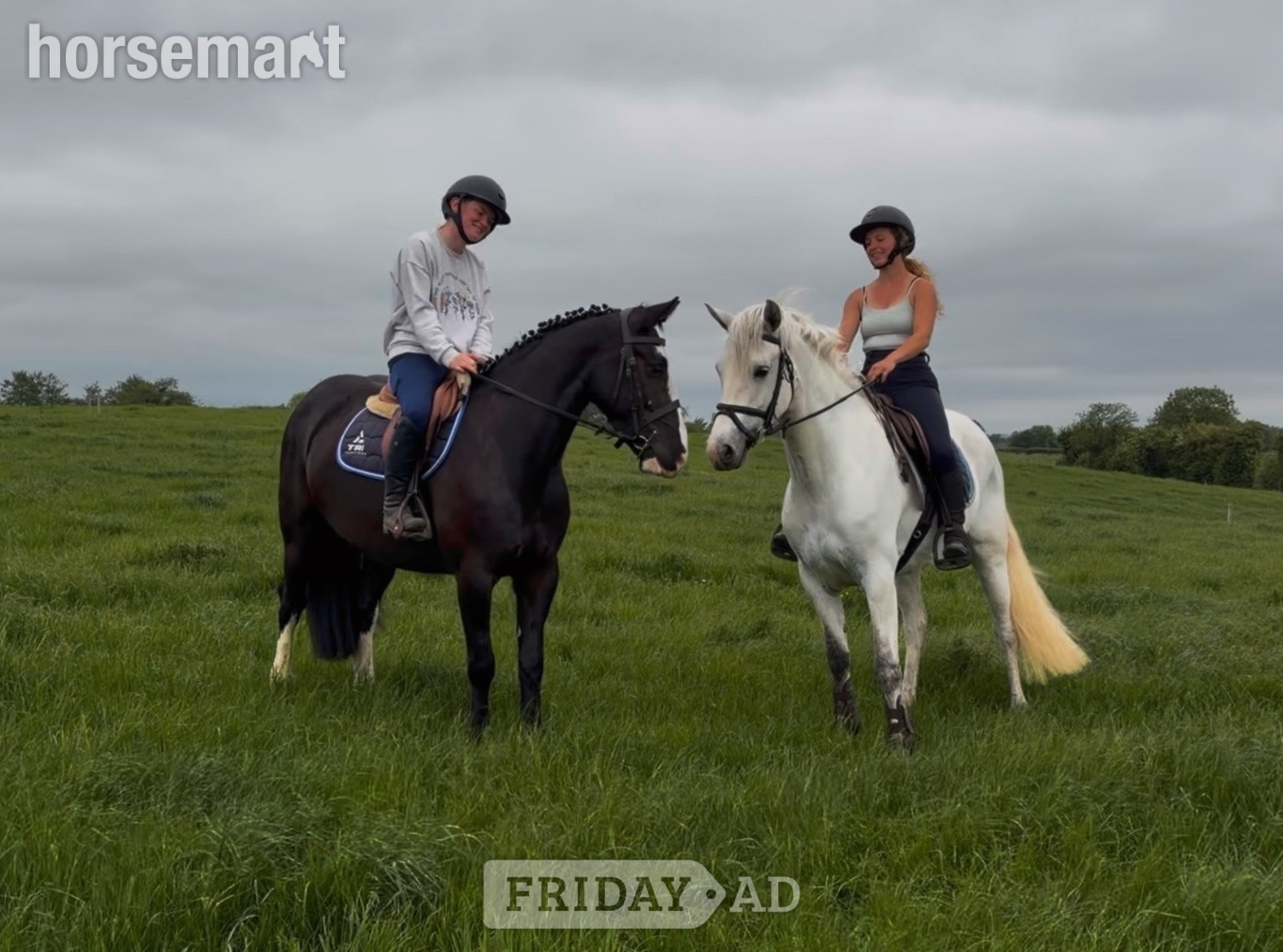 "Peaches: safe, mellow, and gentle allrounder" Black Mare All Rounder - Horses in Raheen