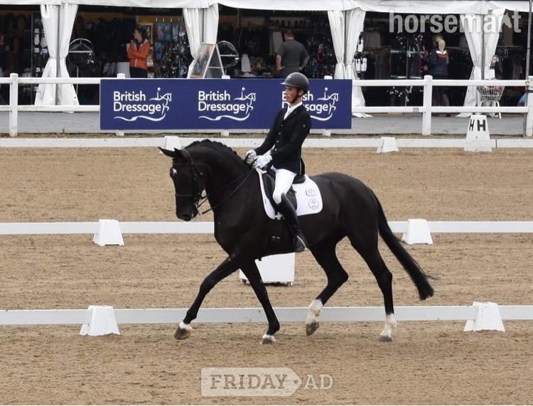 "Icilla" Black Mare Broodmare in Sheffield