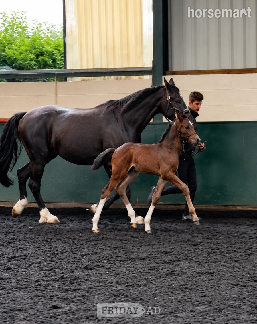 "Icilla" Black Mare Broodmare