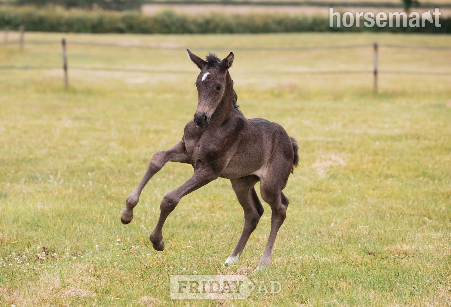 Sheffield "Icilla" Black Mare Broodmare