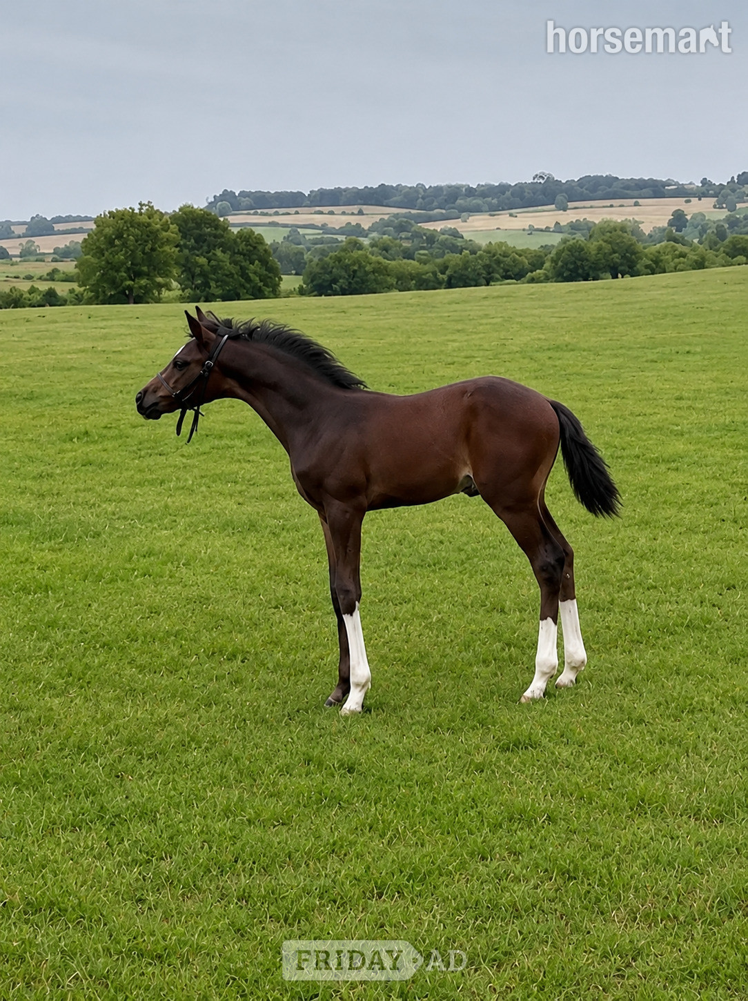 "Icilla" Black Mare Broodmare - Horses in Sheffield