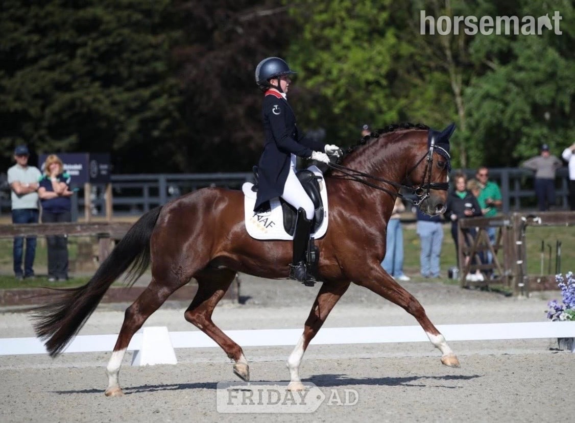 "Icilla" Black Mare Broodmare - Horses
