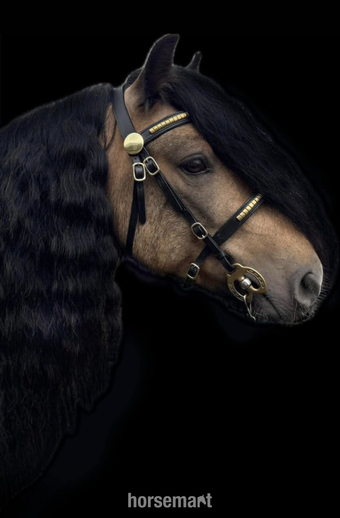 "San Cler Hovis" Buckskin Stallion Stallion