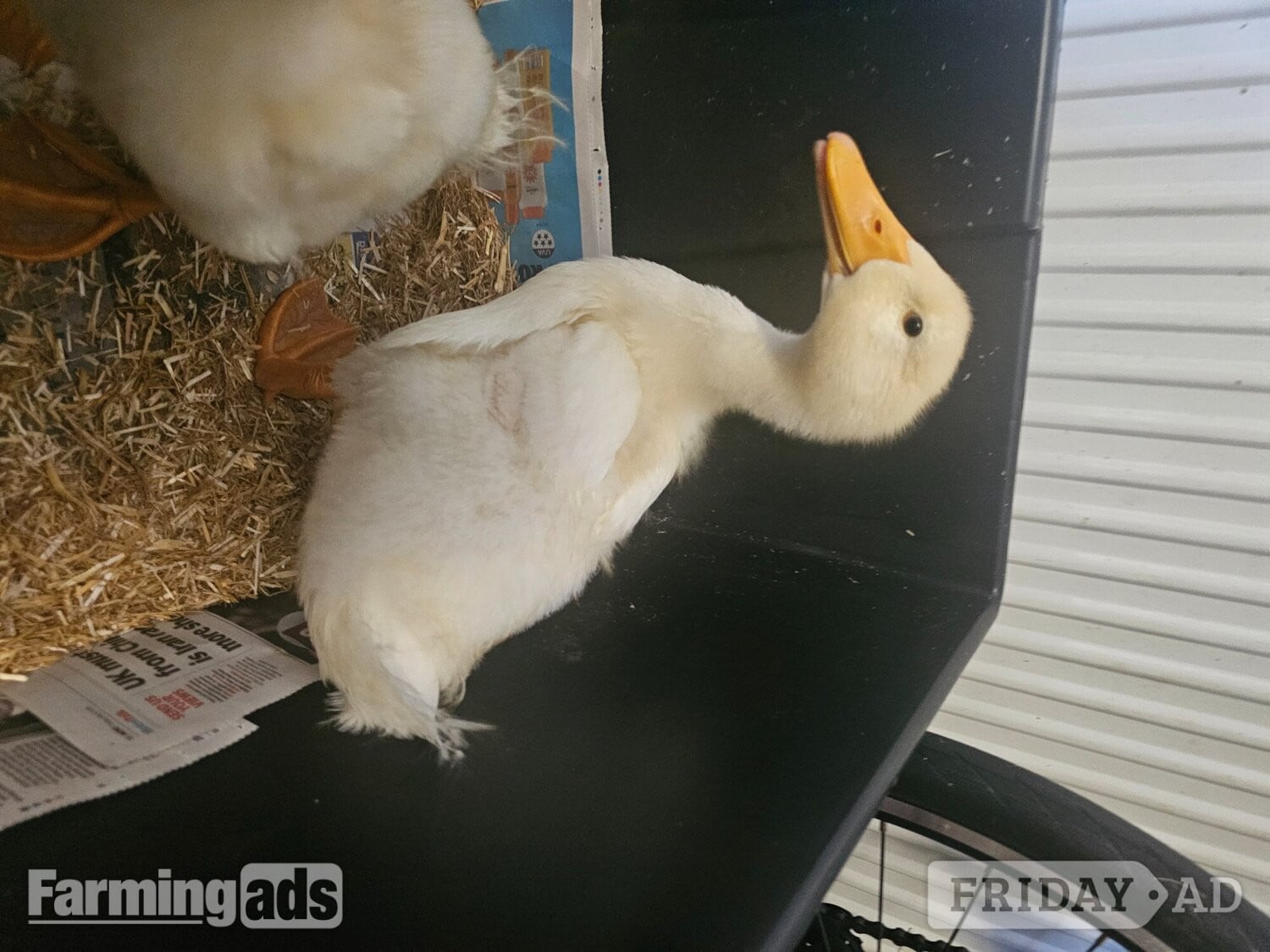 Croydon 2 Aylesbury Ducklings For Free