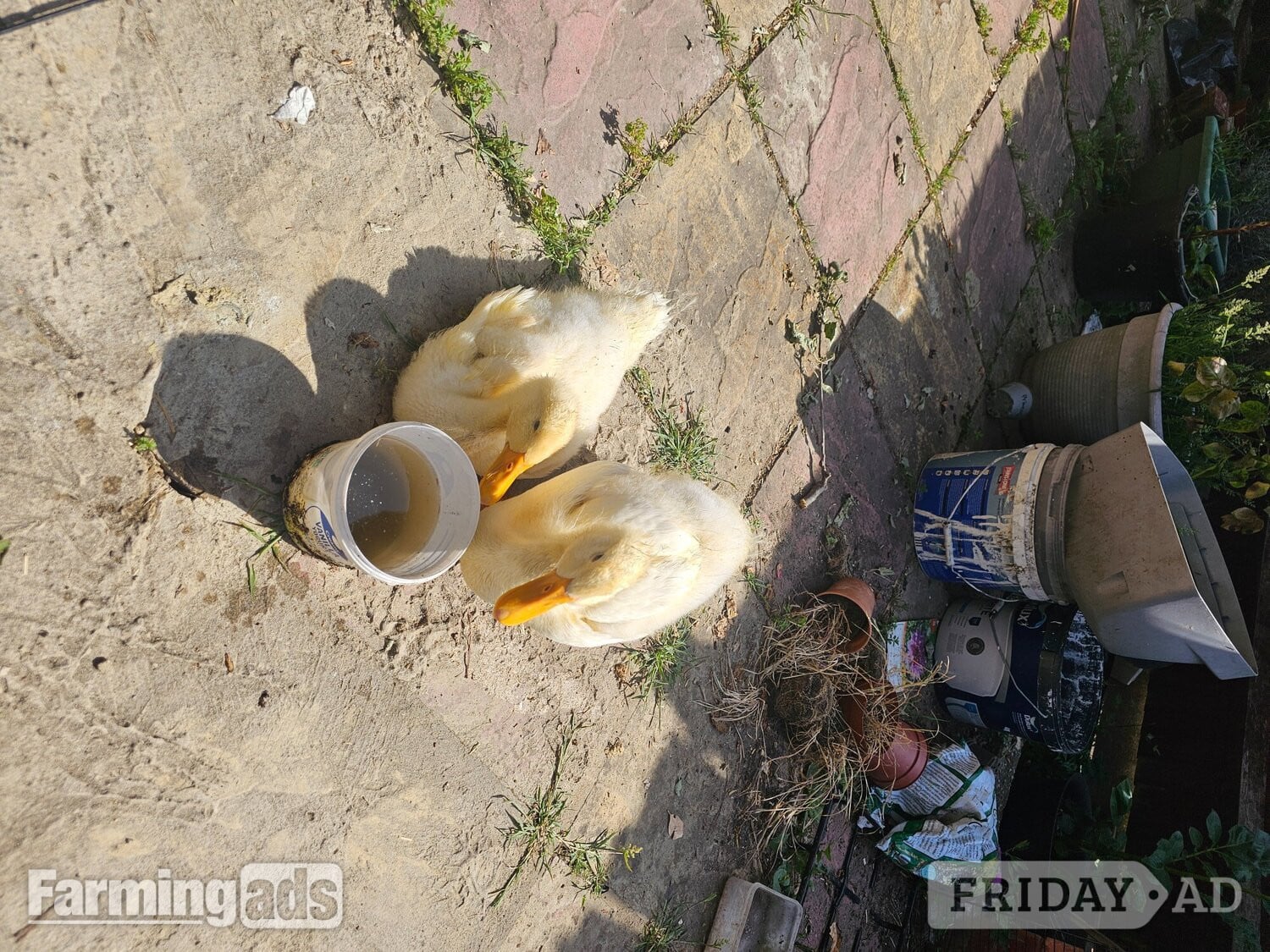 2 Aylesbury Ducklings For Free