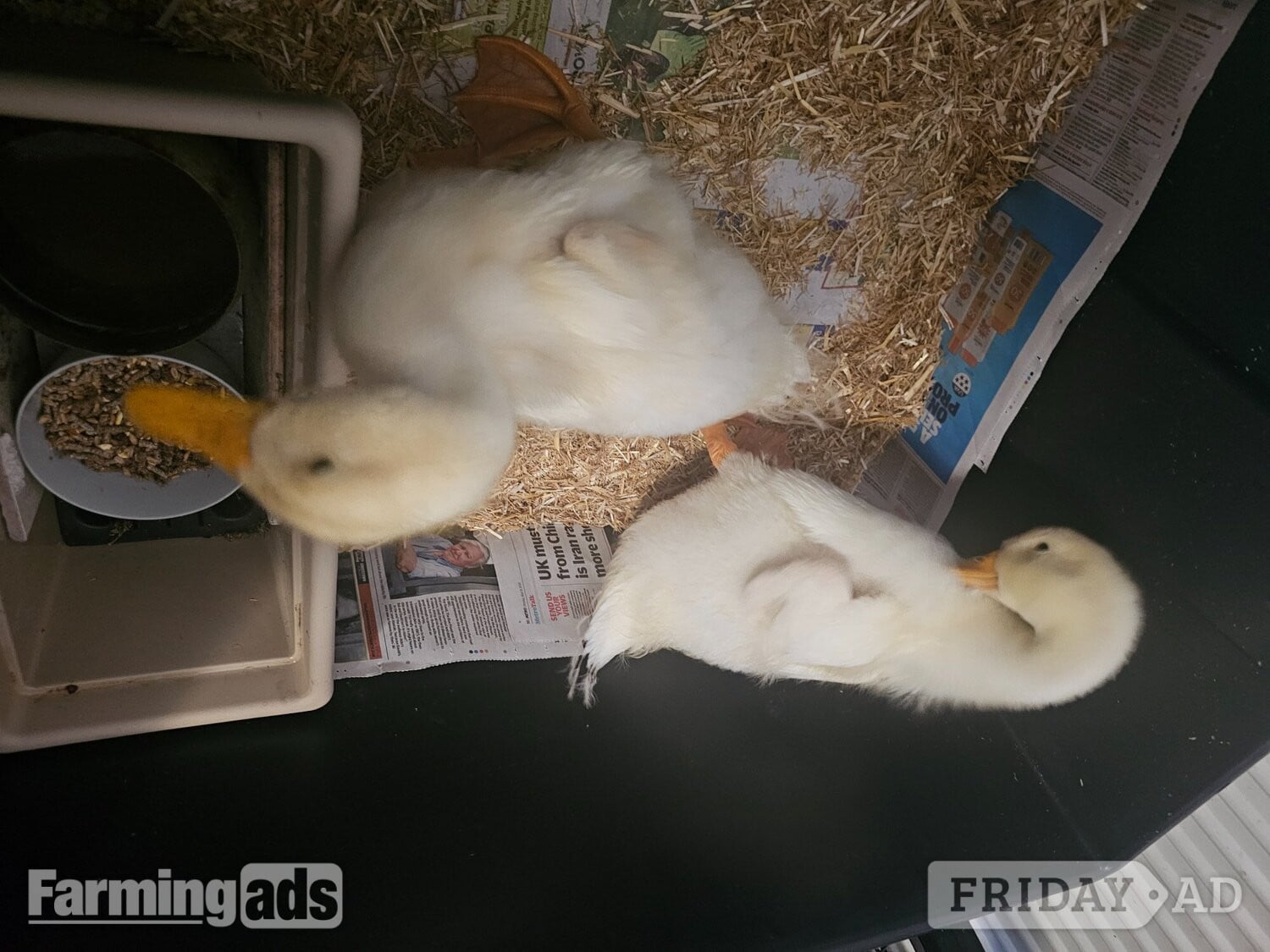 2 Aylesbury Ducklings - Poultry