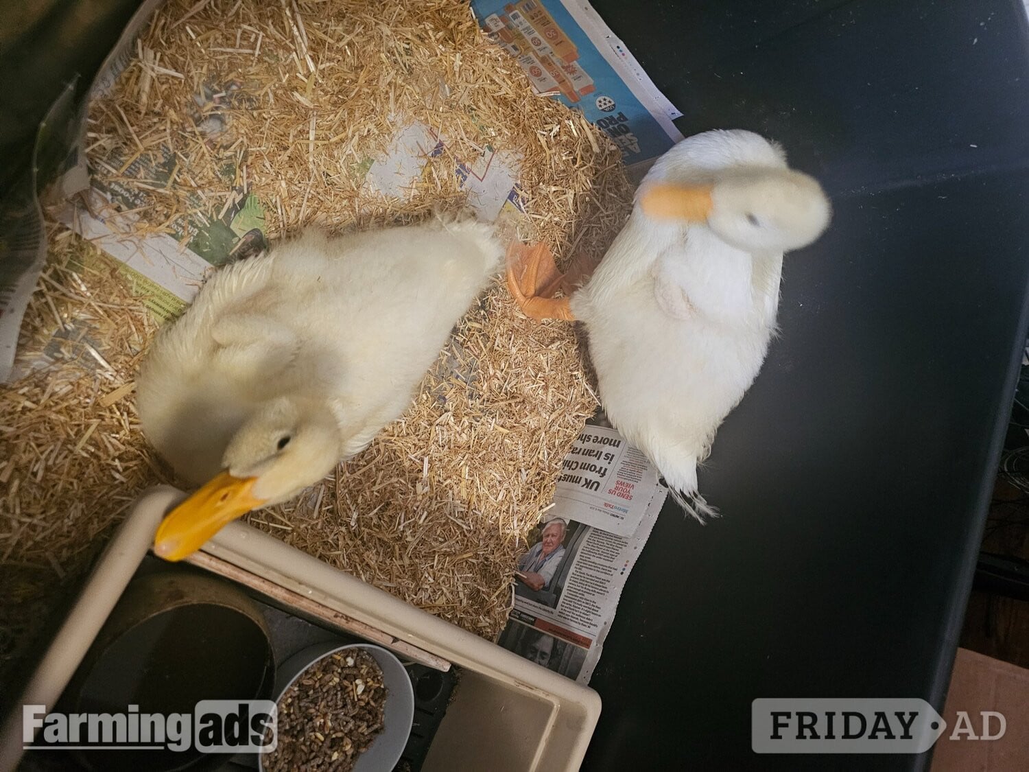 2 Aylesbury Ducklings - Poultry in Croydon