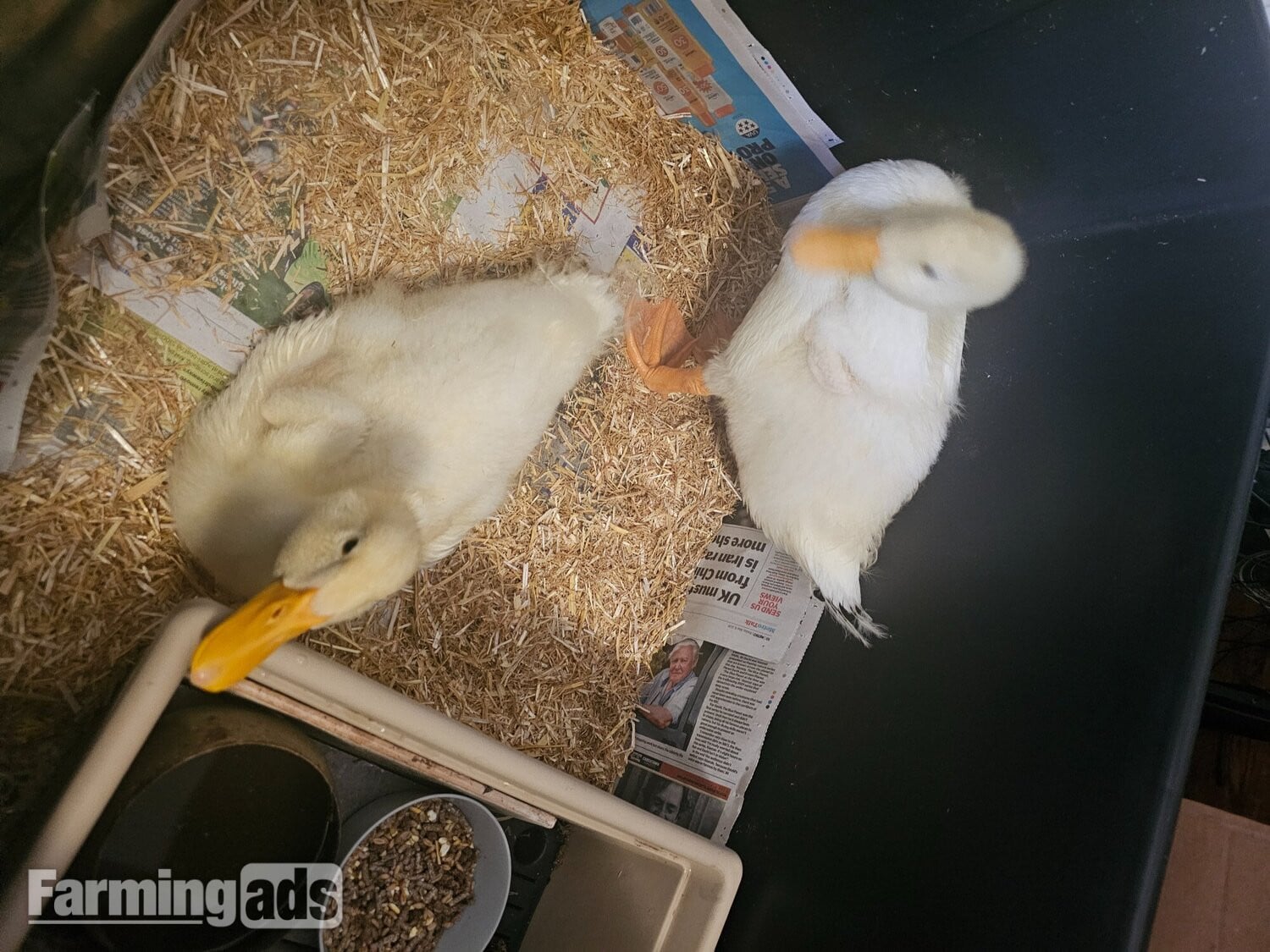 2 Aylesbury Ducklings For Free - Poultry in Croydon