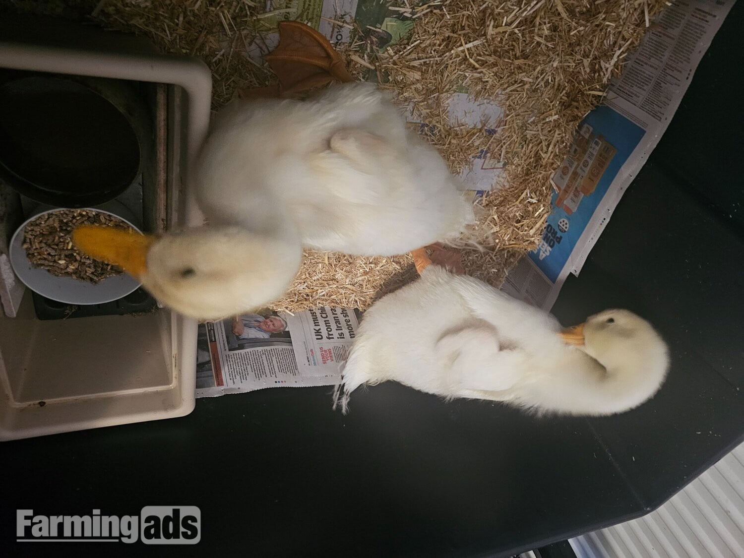 2 Aylesbury Ducklings For Free - Poultry