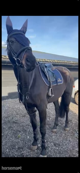"Capri Sun" Dark Brown Mare Show Jumper