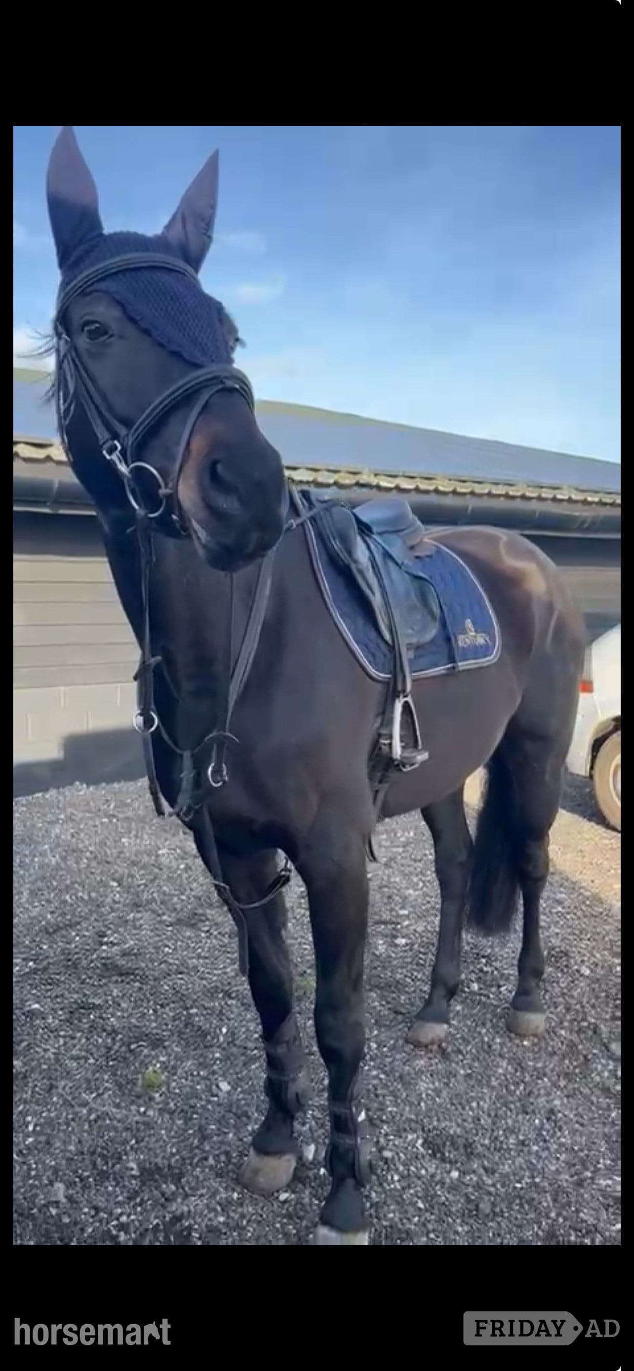 "Capri Sun" Dark Brown Mare Show Jumper in Potters Bar