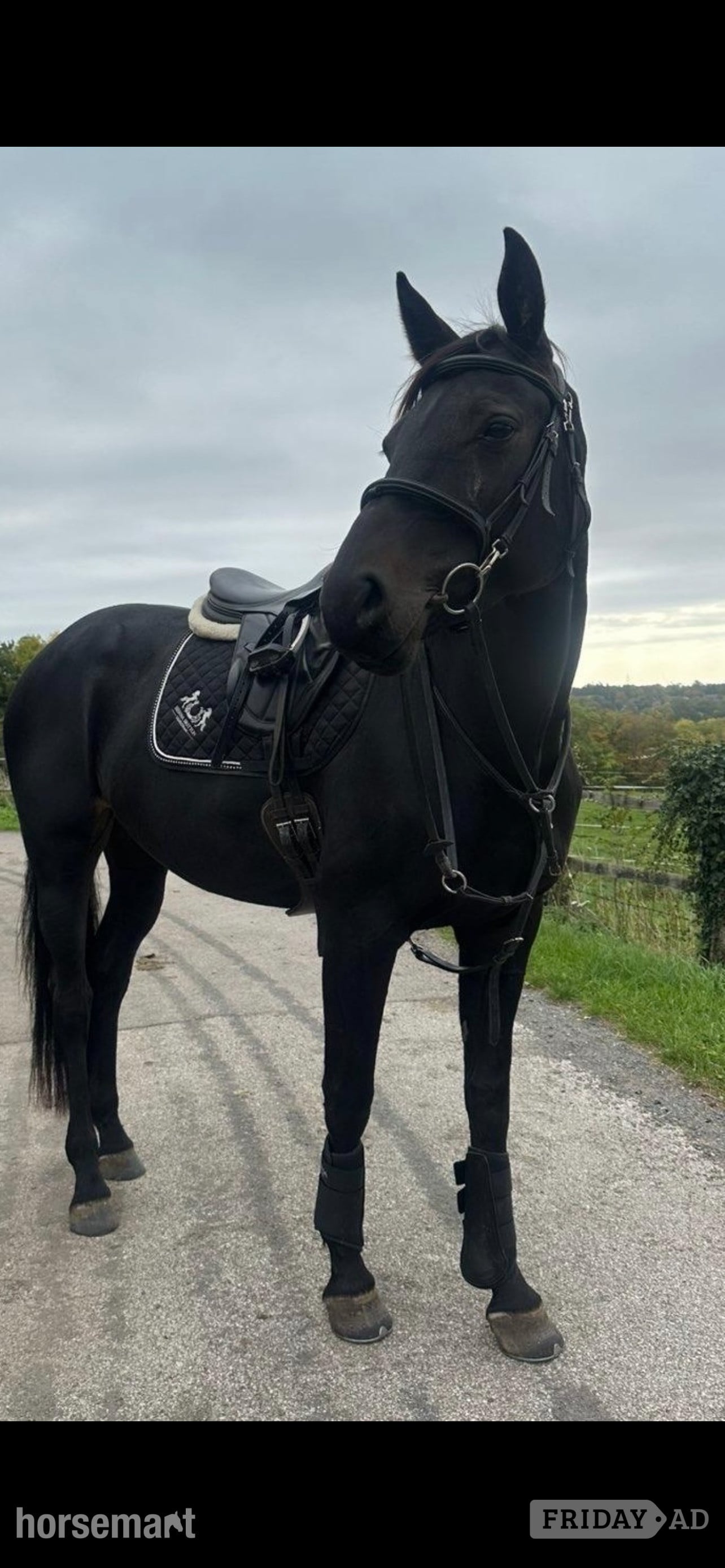 "Capri Sun" Dark Brown Mare Show Jumper