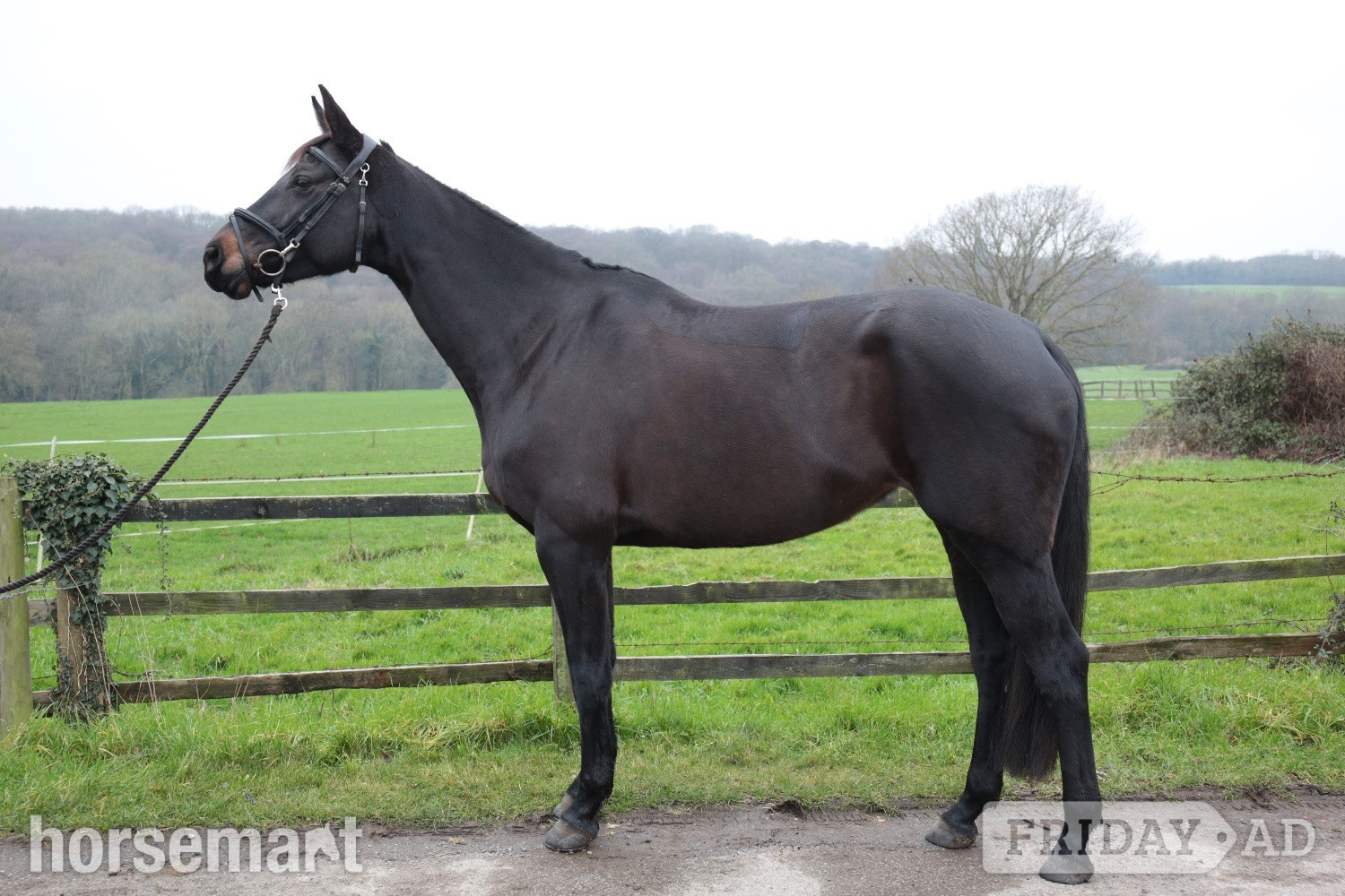 Potters Bar "Capri Sun" Dark Brown Mare Show Jumper