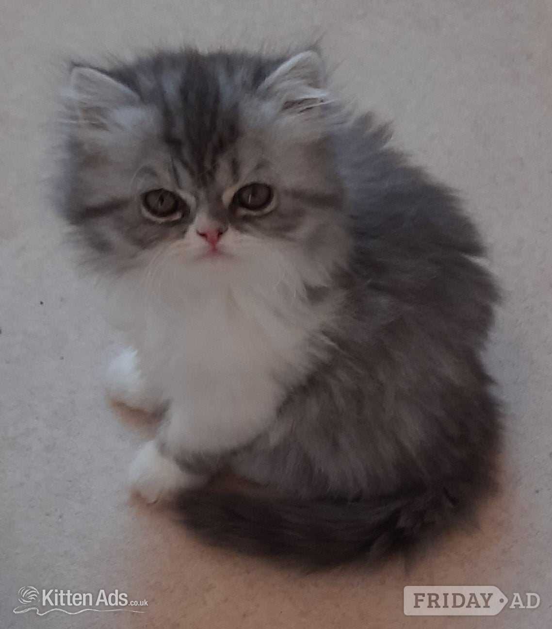 GCCF REGISTERED PERSIAN KITTEN  in Spalding