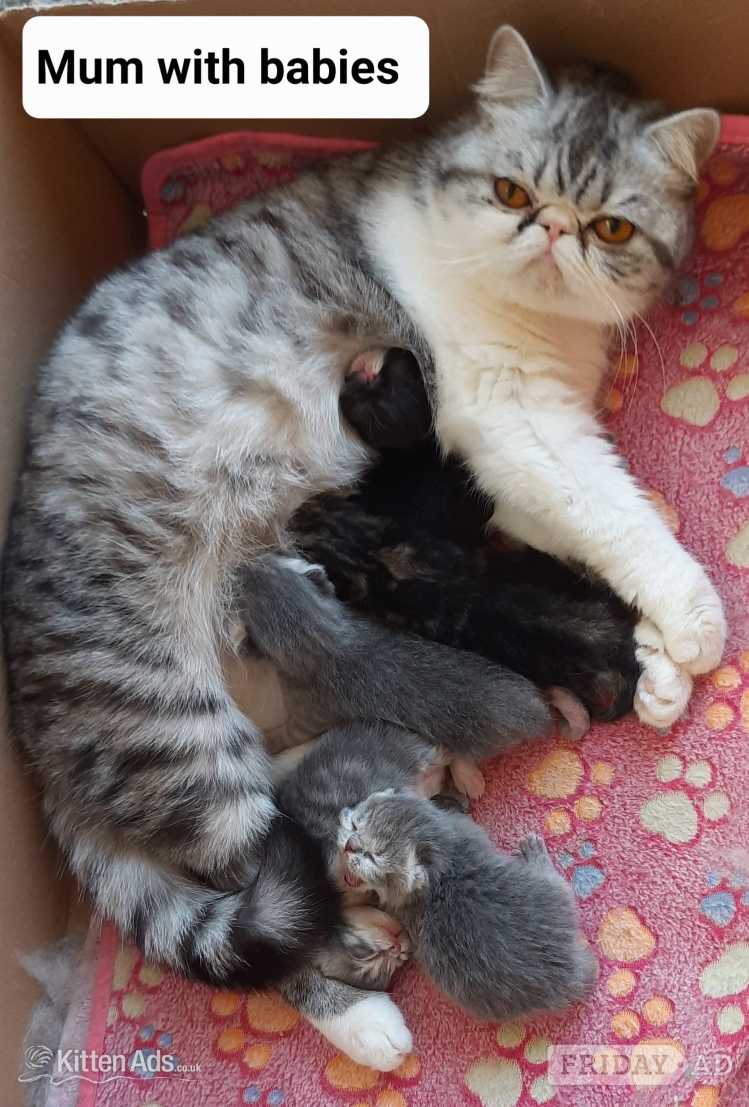 GCCF REGISTERED PERSIAN KITTEN 