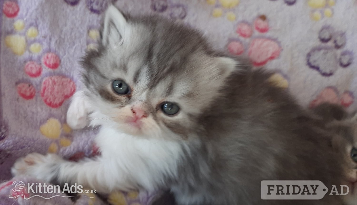 Spalding GCCF REGISTERED PERSIAN KITTEN 