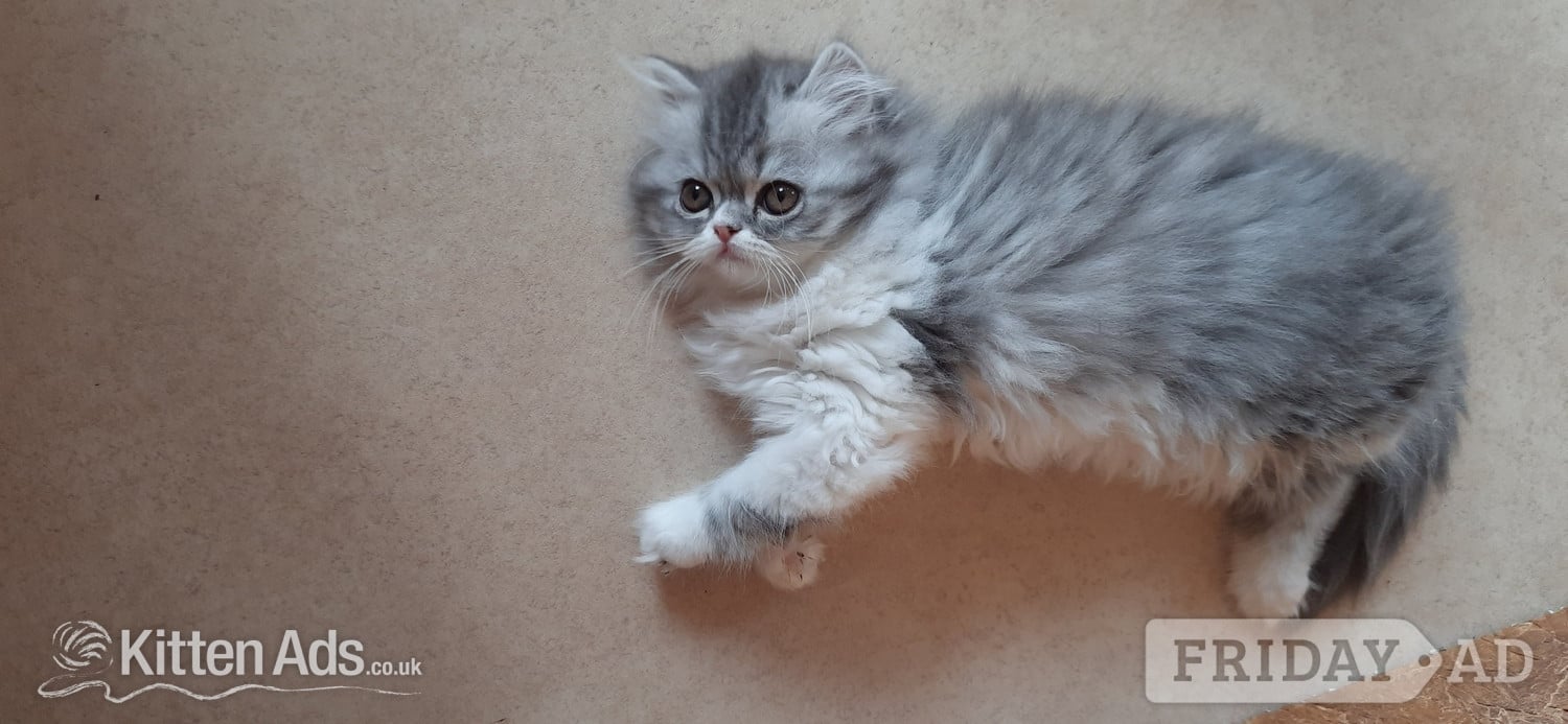 GCCF REGISTERED PERSIAN KITTEN  - Cats & Kittens in Spalding
