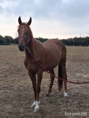 "Autumn (Amara II)" Chestnut Filly Young Sport Horse