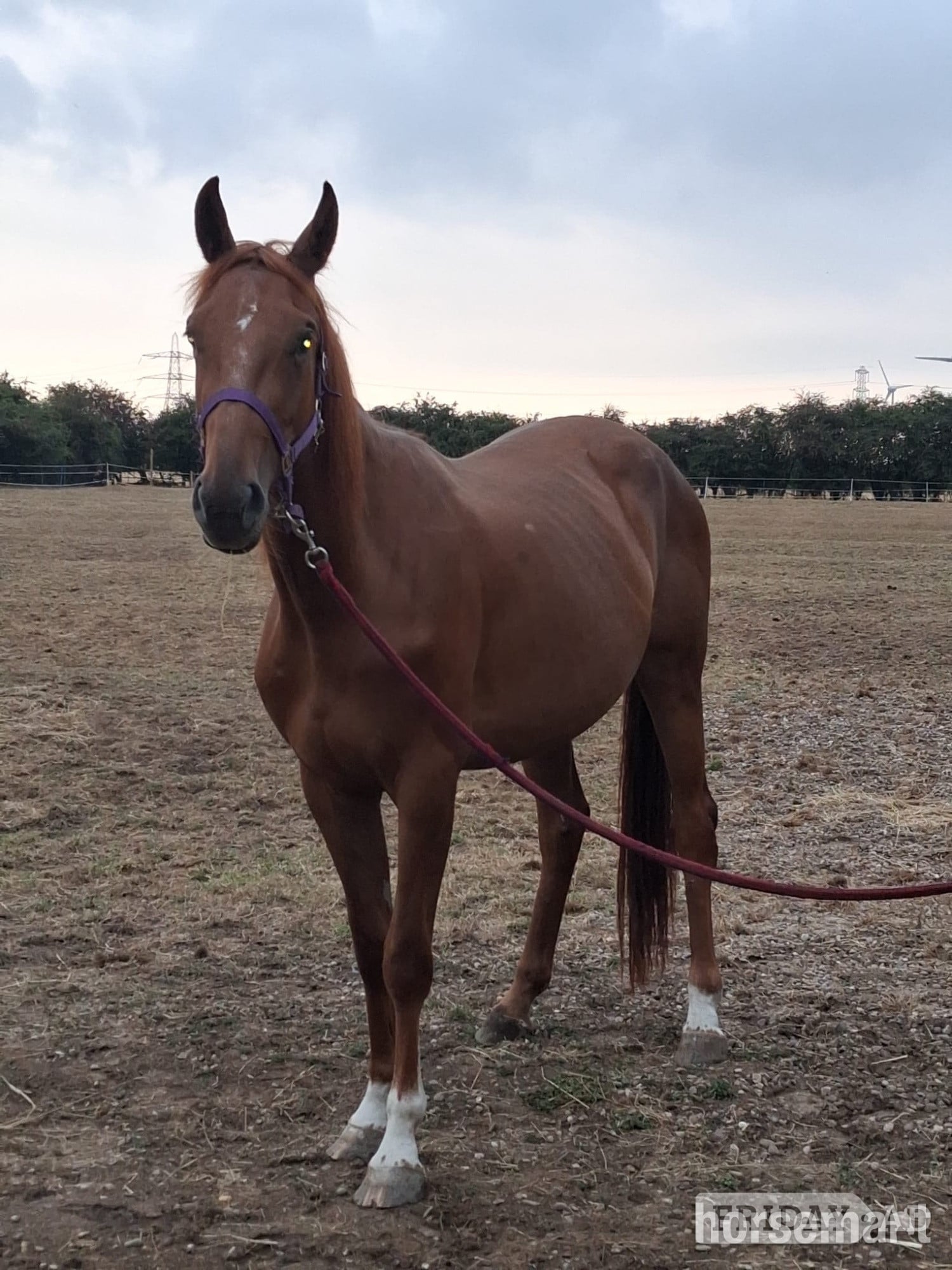 "Autumn (Amara II)" Chestnut Filly Young Sport Horse in Preston