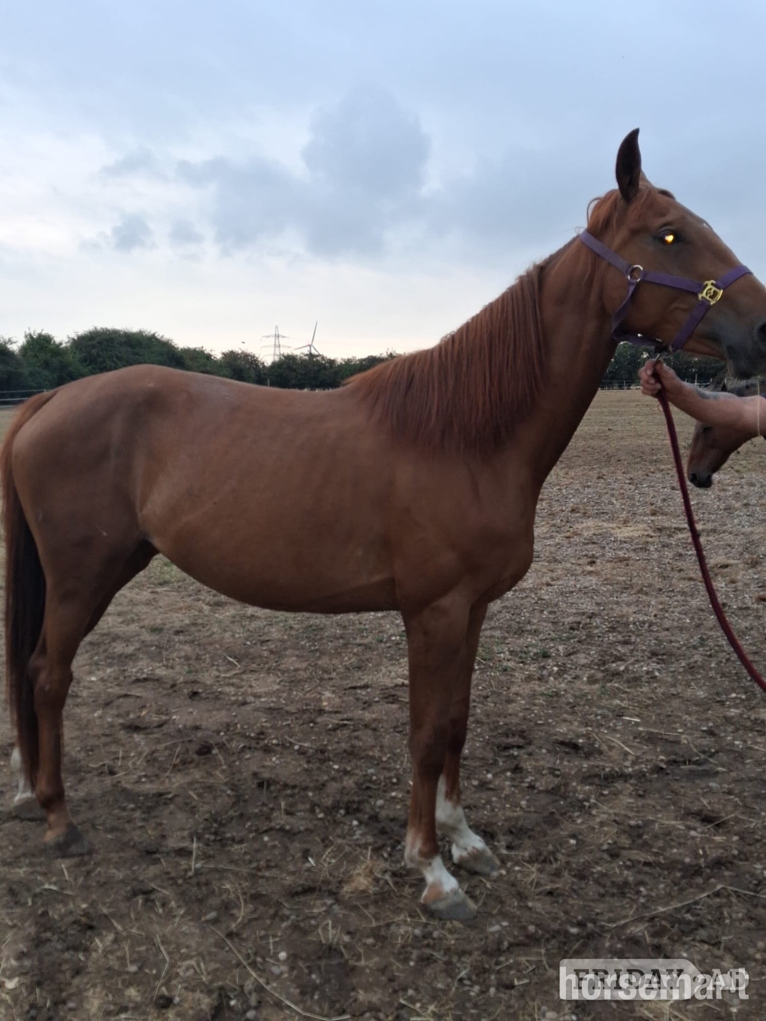 "Autumn (Amara II)" Chestnut Filly Young Sport Horse