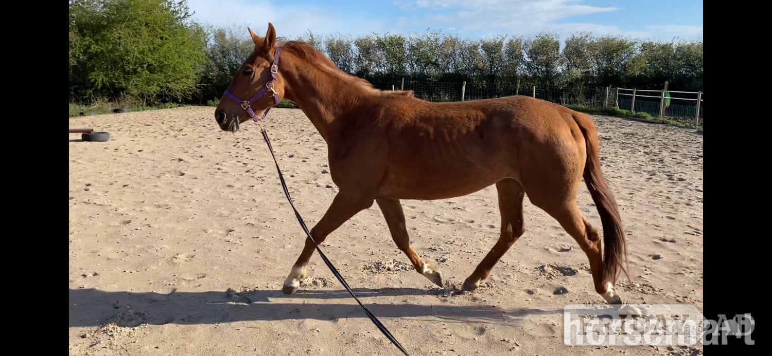 Preston "Autumn (Amara II)" Chestnut Filly Young Sport Horse