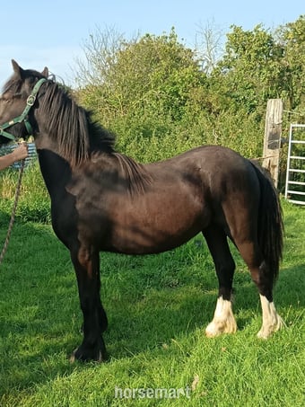 "Ebor Nimbus " Black Gelding Youngstock / Foal
