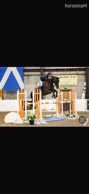 "Veni" Black Mare All Rounder