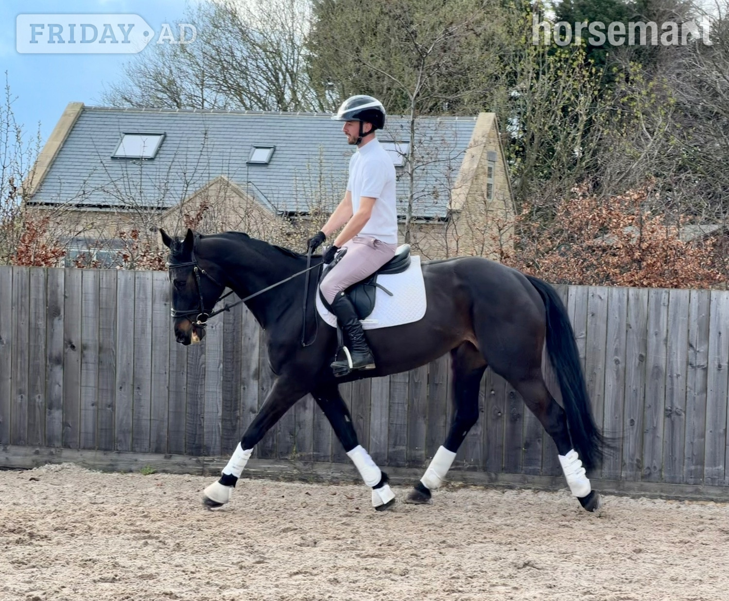 Newcastle u-Tyne "Veni" Black Mare All Rounder