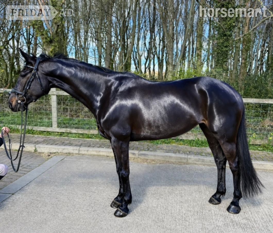 "Veni" Black Mare All Rounder