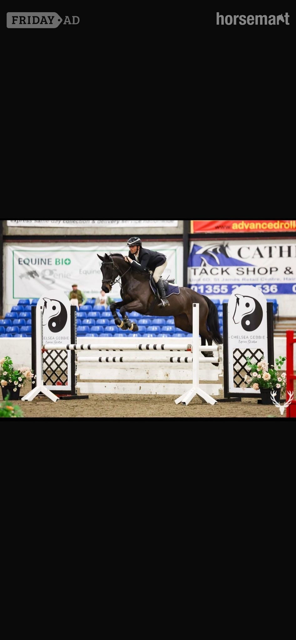 "Veni" Black Mare All Rounder - Horses in Newcastle u-Tyne