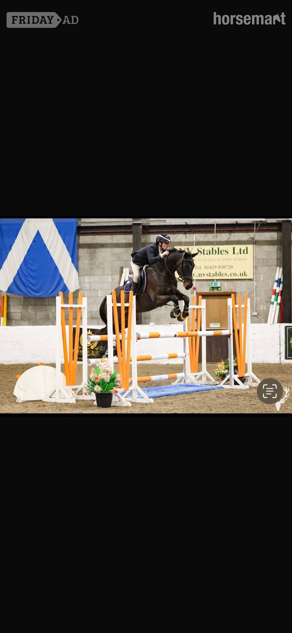 "Veni" Black Mare All Rounder in Newcastle u-Tyne