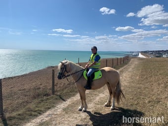 "Savannah" Palomino Mare All Rounder