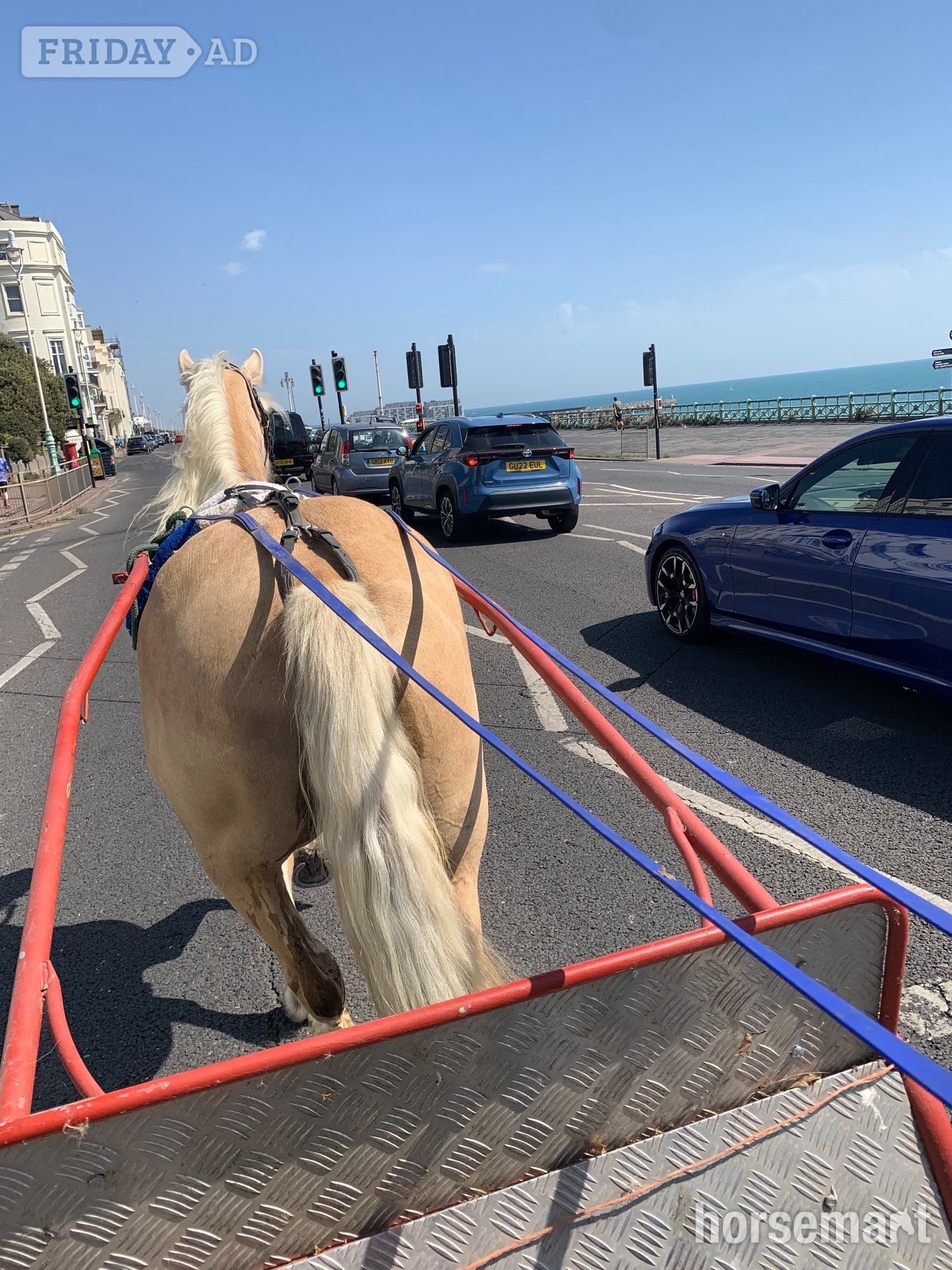"Savannah" Palomino Mare All Rounder