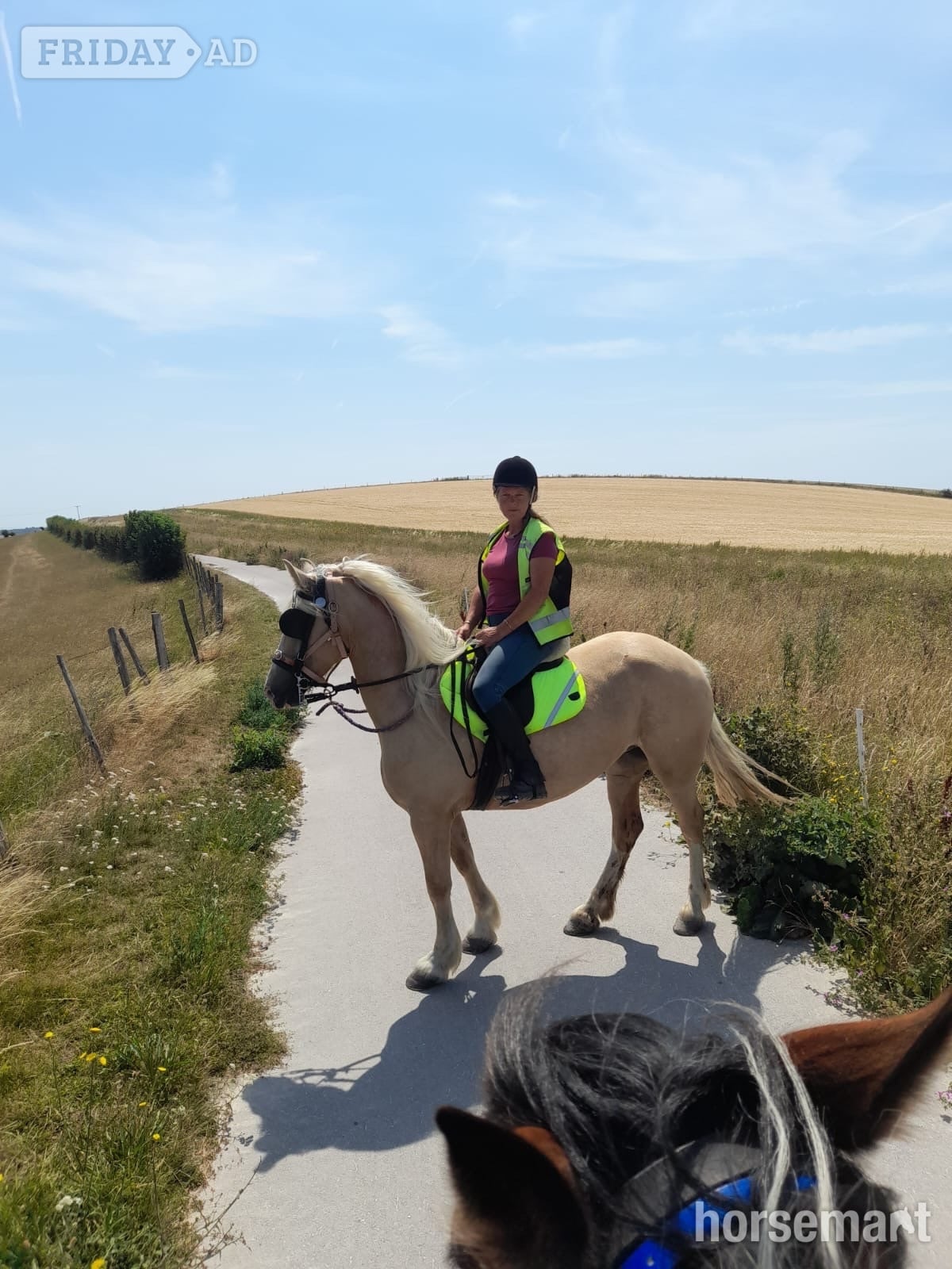Brighton "Savannah" Palomino Mare All Rounder
