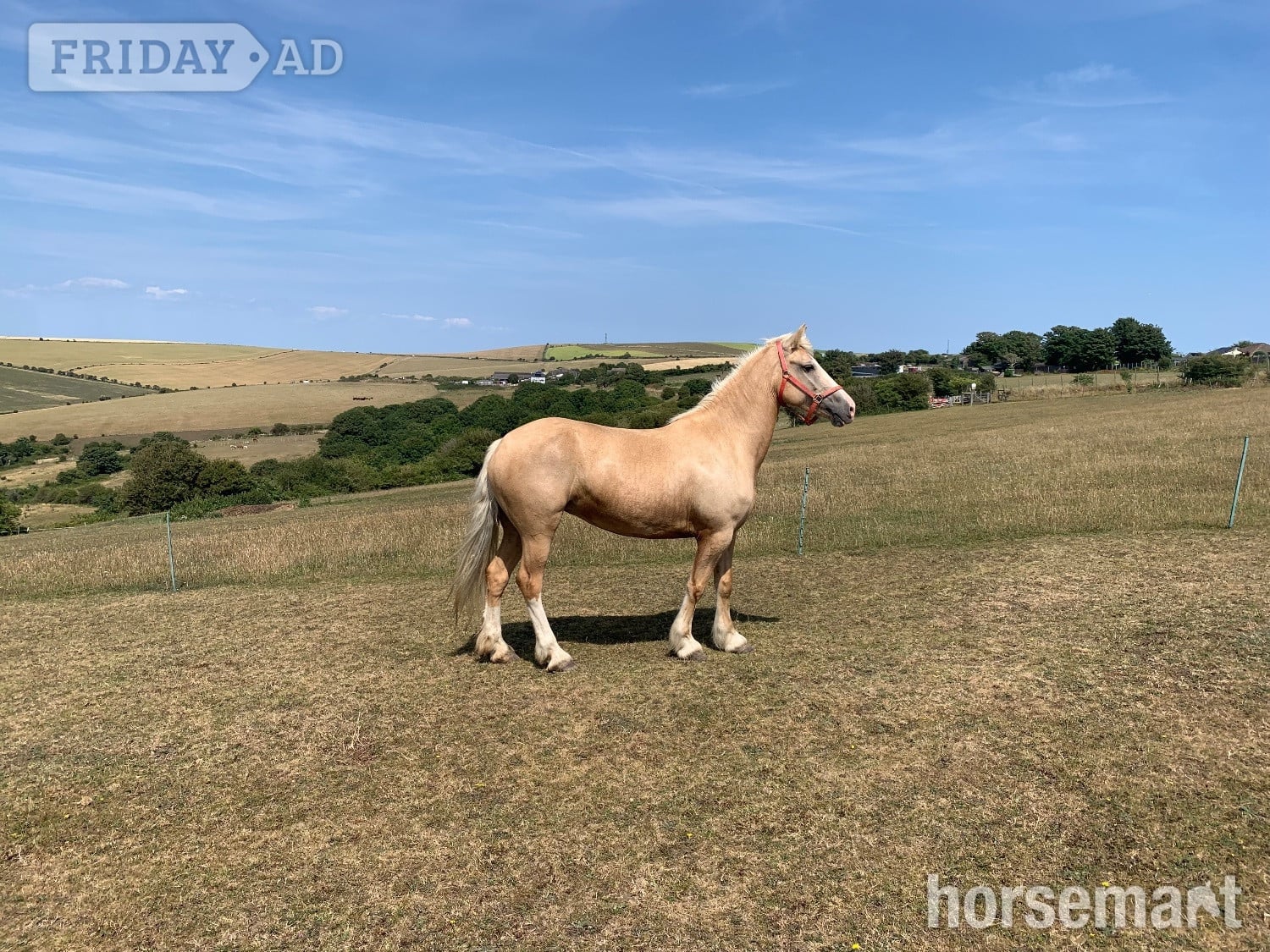"Savannah" Palomino Mare All Rounder - Horses in Brighton