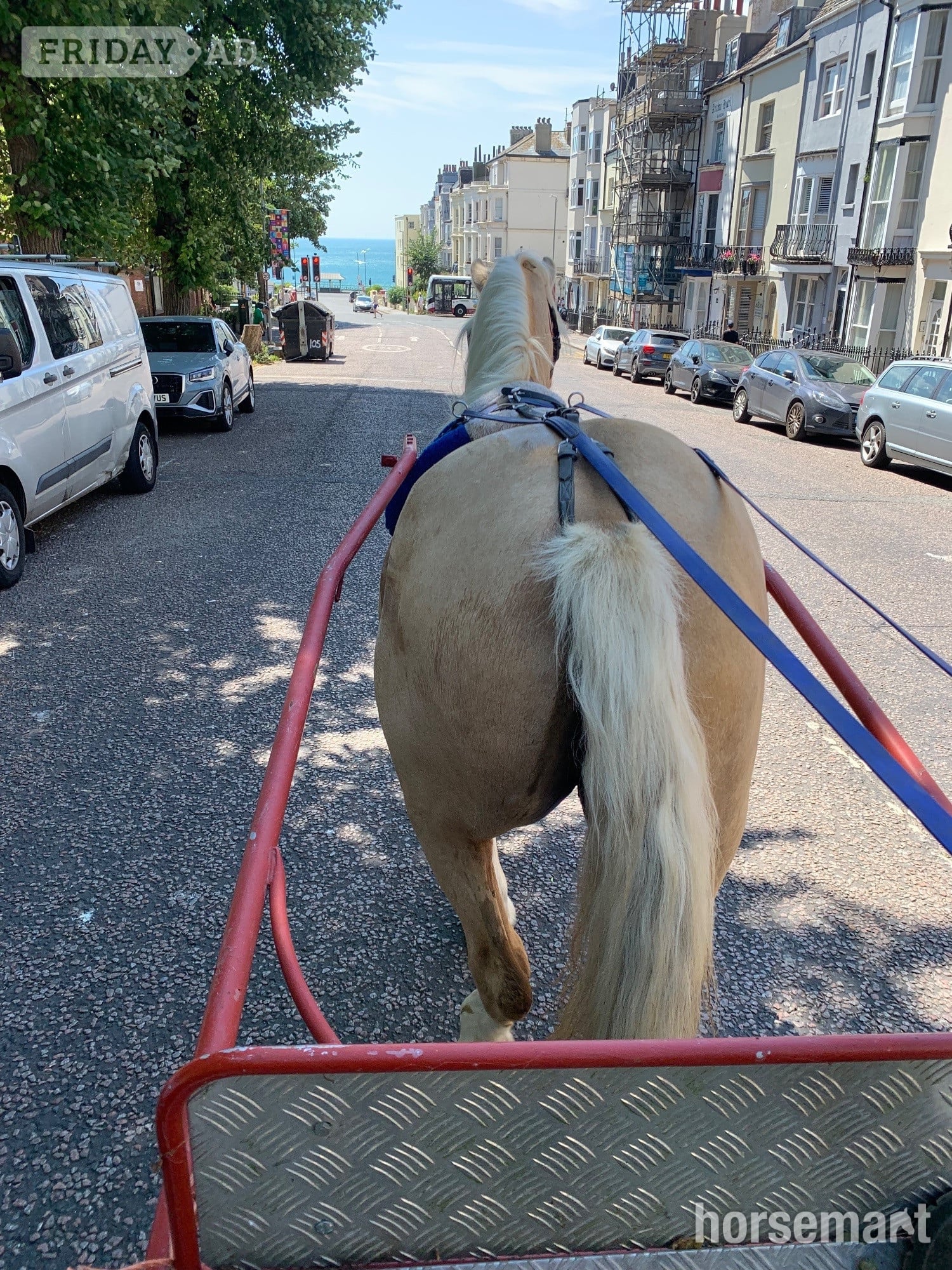 "Savannah" Palomino Mare All Rounder - Horses