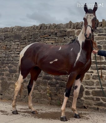 "JJays Beijing " Coloured Gelding Young Sport Horse