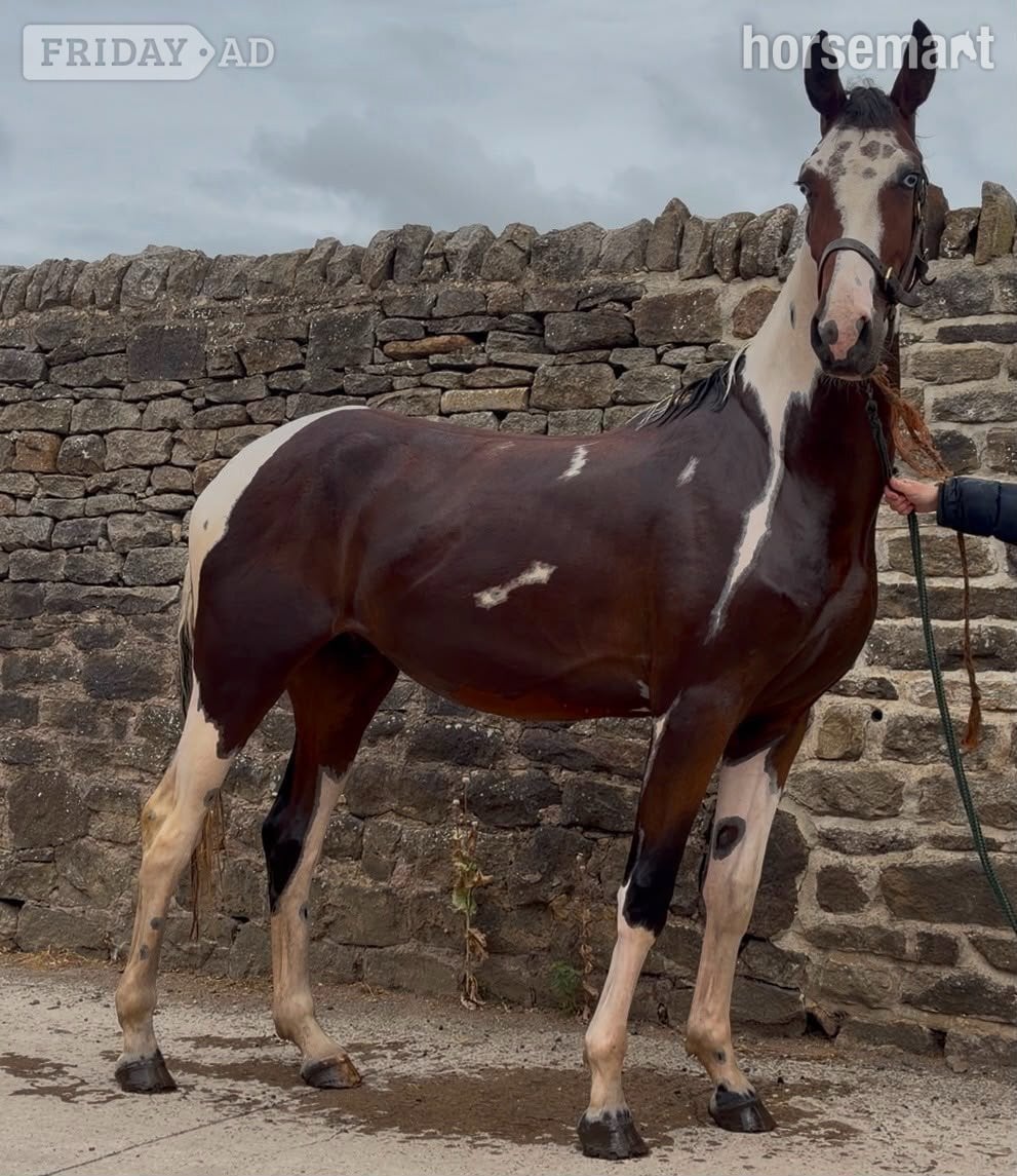 "JJays Beijing " Coloured Gelding Young Sport Horse in Durham