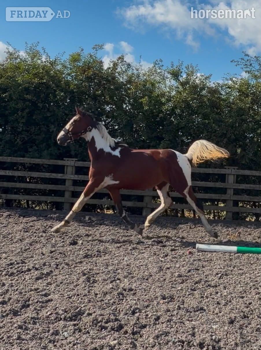 "JJays Beijing " Coloured Gelding Young Sport Horse