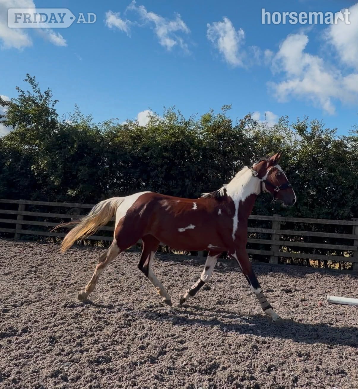 Durham "JJays Beijing " Coloured Gelding Young Sport Horse