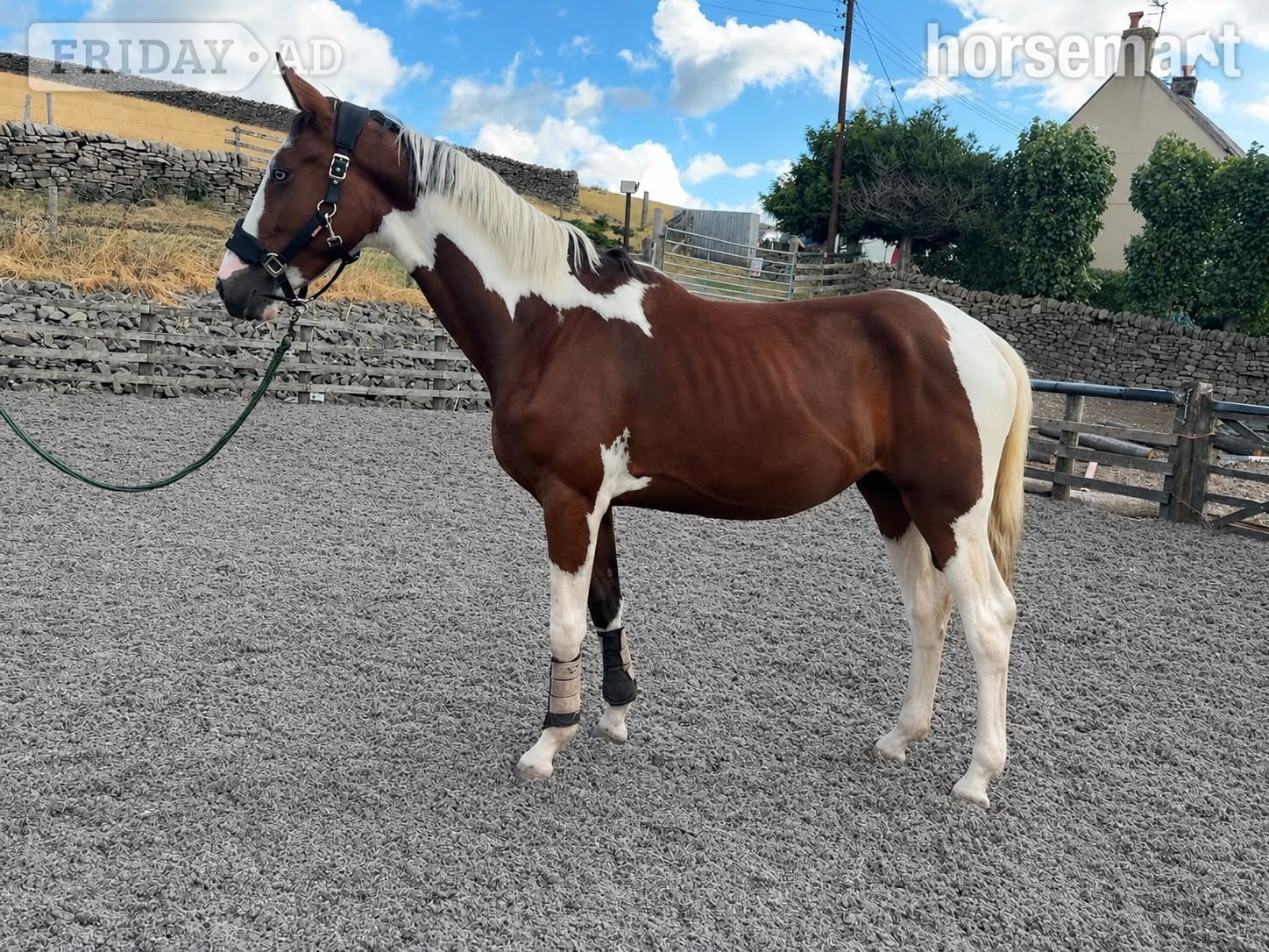 "JJays Beijing " Coloured Gelding Young Sport Horse - Horses in Durham