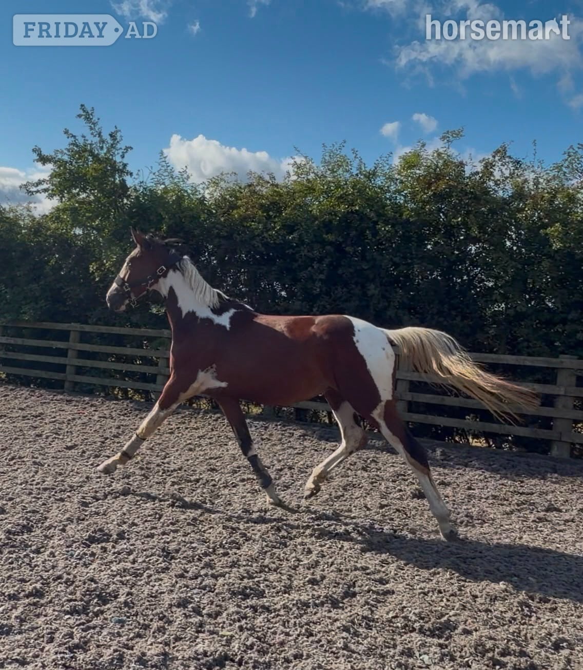 "JJays Beijing " Coloured Gelding Young Sport Horse - Horses