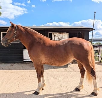 "Cwmtawe Rain Dancer" Chestnut Gelding All Rounder