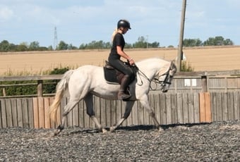 "Boderry Kitty " Fleabitten Grey Mare Pony Club Pony
