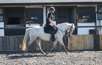 "Boderry Kitty " Fleabitten Grey Mare Pony Club Pony