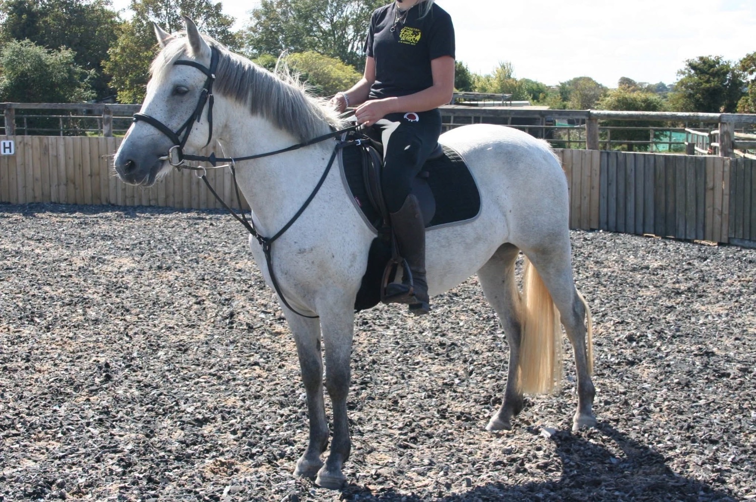 "Boderry Kitty " Fleabitten Grey Mare Pony Club Pony