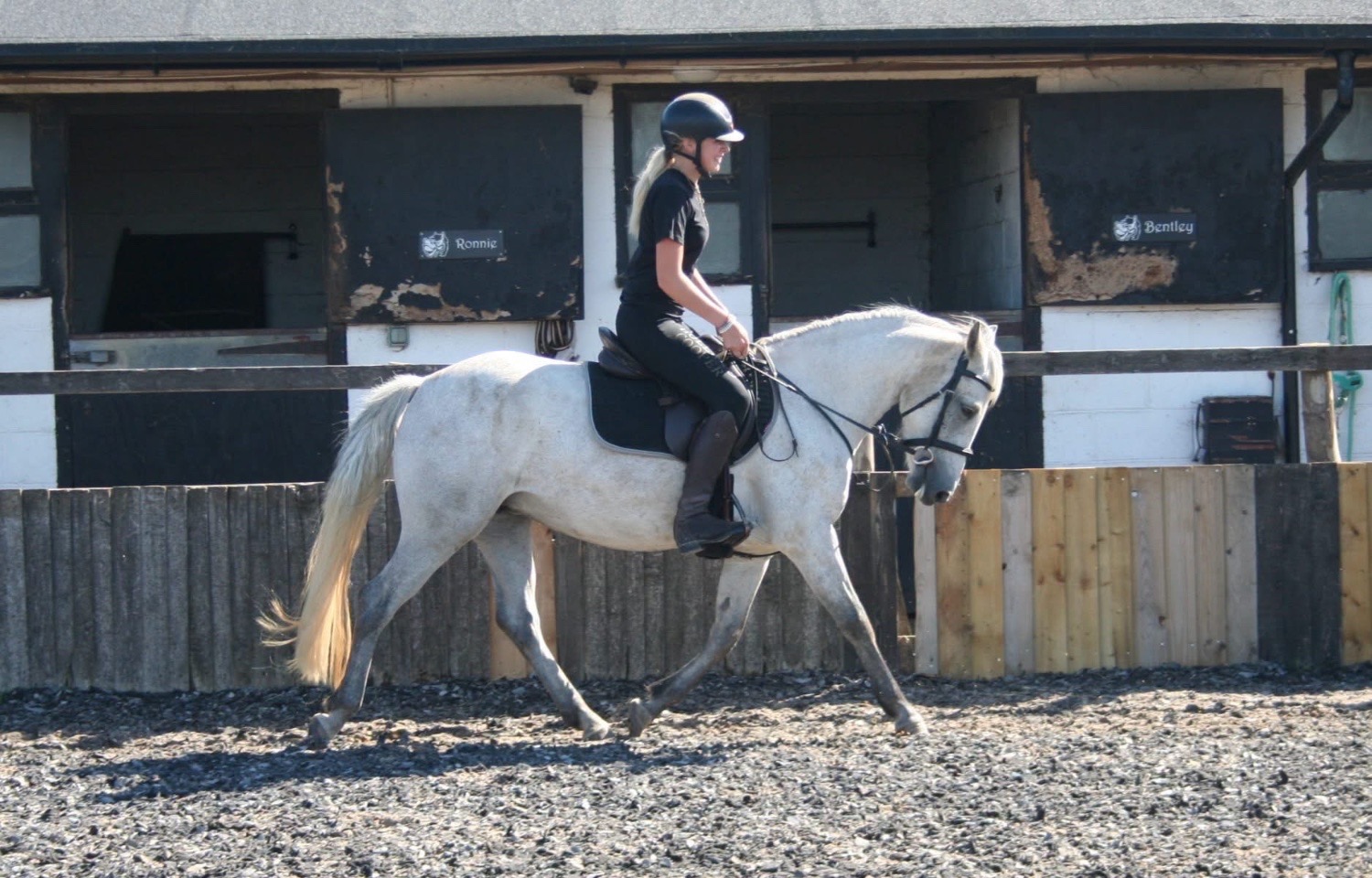 Manston "Boderry Kitty " Fleabitten Grey Mare Pony Club Pony