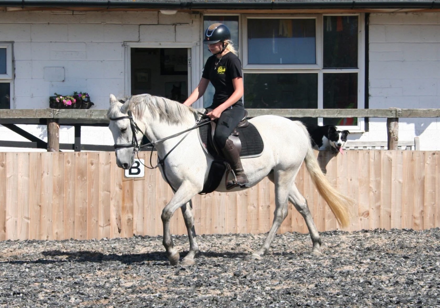 "Boderry Kitty " Fleabitten Grey Mare Pony Club Pony - Horses in Manston