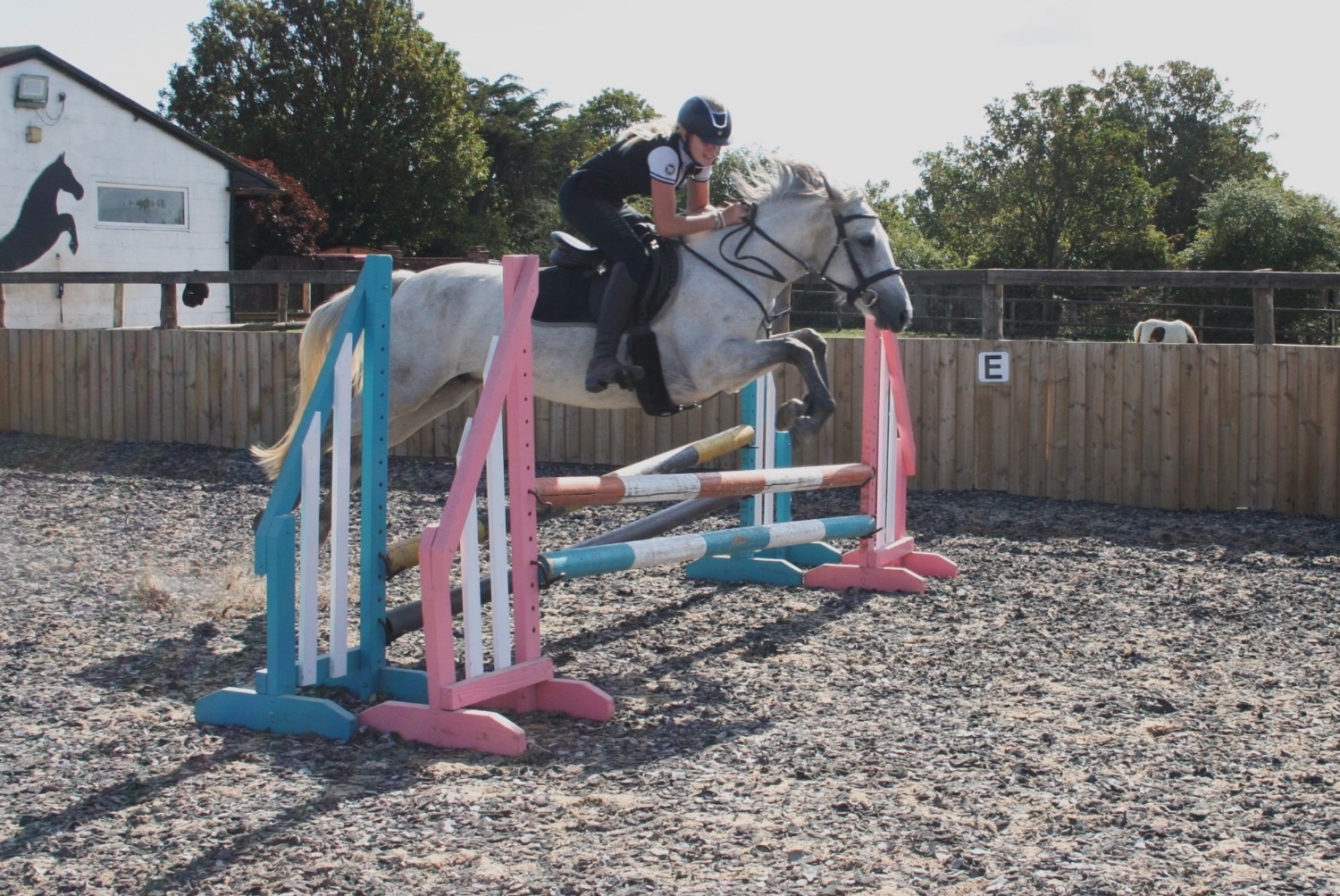 "Boderry Kitty " Fleabitten Grey Mare Pony Club Pony - Horses